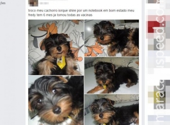 Vendedora que ofereceu cachorro por notebook é ameaçada de morte em MS Vendedora que ofereceu cachorro por notebook é ameaçada de morte em MS