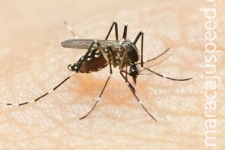 Mosquito da dengue modificado será "solto" no interior de SP Mosquito da dengue modificado será "solto" no interior de SP
