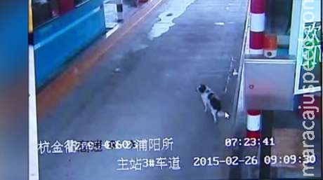 Cão persegue carros em estrada em busca de dono há 2 semanas Cão persegue carros em estrada em busca de dono há 2 semanas