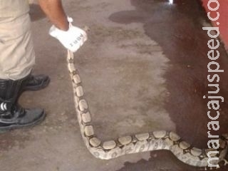 Em período chuvoso, bombeiros capturam de 3 a 4 cobras por semana 