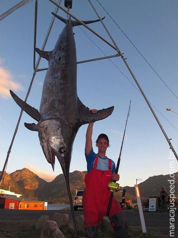 Adolescente australiano fisga peixe-espada de 263,5 kg e bate recorde Adolescente australiano fisga peixe-espada de 263,5 kg e bate recorde