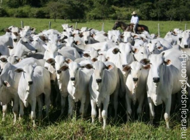 Cai o poder de compra do pecuarista em Mato Grosso do Sul Cai o poder de compra do pecuarista em Mato Grosso do Sul