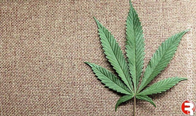 Uso de maconha na adolescência causa perda de memória no futuro Uso de maconha na adolescência causa perda de memória no futuro