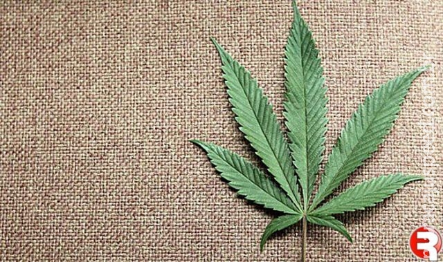 Uso de maconha na adolescência causa perda de memória no futuro