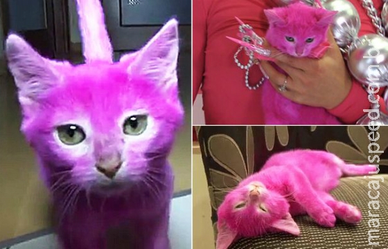 Gatinha morre após ser pintada de cor-de-rosa pela dona Gatinha morre após ser pintada de cor-de-rosa pela dona
