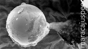 Cientistas afirmam ter encontrado "semente de vida alienígena" Cientistas afirmam ter encontrado "semente de vida alienígena"