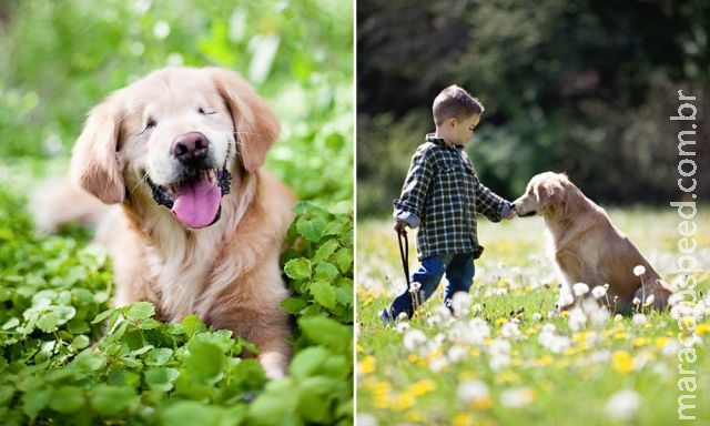 Cachorro que nasceu sem olhos vira cão de terapia e leva conforto para doentes