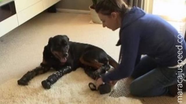 Rottweiler volta a andar com quatro patas artificiais Rottweiler volta a andar com quatro patas artificiais