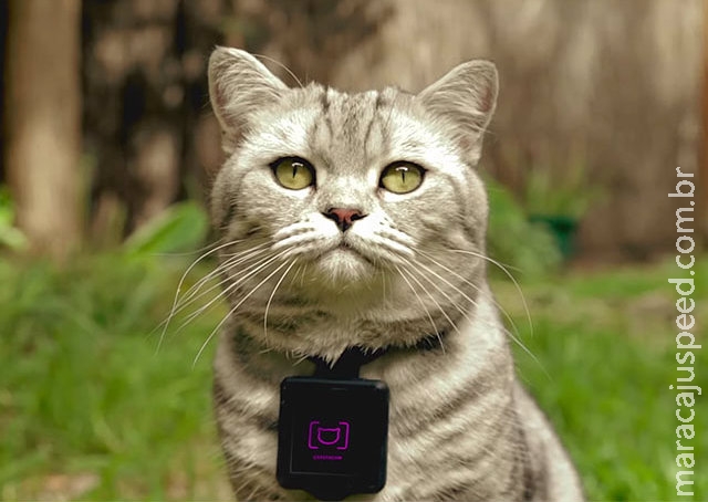 Aparelho permite que gatos tirem e postem fotos no Instagram