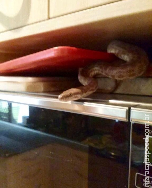 Família australiana leva susto ao flagrar cobra em cima do micro-ondas Família australiana leva susto ao flagrar cobra em cima do micro-ondas