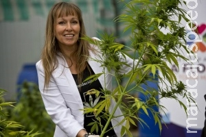 Chile começa colheita de maconha para uso medicinal contra câncer Chile começa colheita de maconha para uso medicinal contra câncer