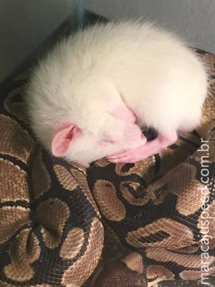 Cobra e rato oferecido a ela como almoço se tornam melhores amigos Cobra e rato oferecido a ela como almoço se tornam melhores amigos