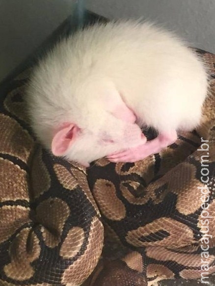 Cobra e rato oferecido a ela como almoço se tornam melhores amigos