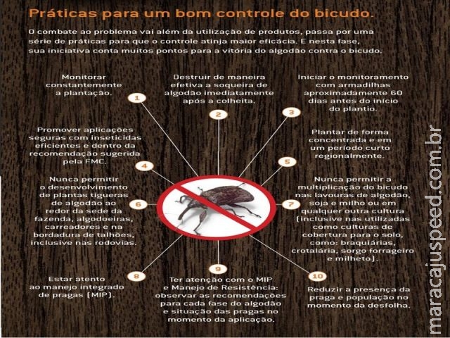 Bicudo: da ameaça ao controle