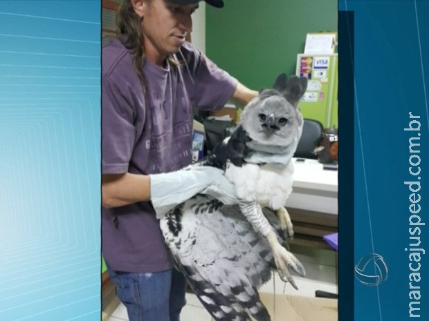 Morre harpia, maior água do mundo Morre harpia, maior água do mundo