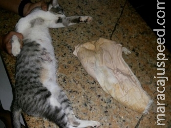 Gato é apreendido transportando celulares em presídio na Paraíba Gato é apreendido transportando celulares em presídio na Paraíba