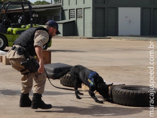 Evento em MS reúne cães farejadores e 70 agentes públicos de 6 estados