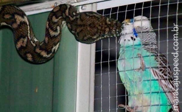 Australiana flagra cobra fazendo carinho em periquito na gaiola Australiana flagra cobra fazendo carinho em periquito na gaiola