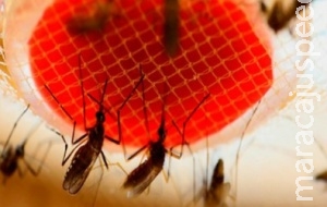 Bactérias intestinais do Aedes podem se tornar arma contra a dengue