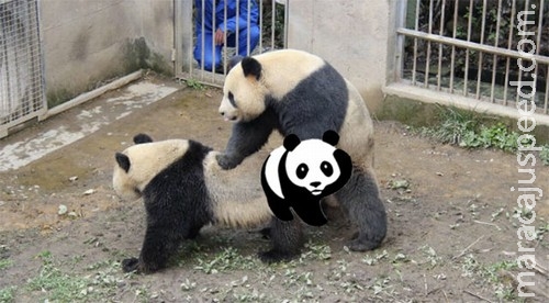 Pandas têm recorde de transa mais longa da espécie: 7 min e 45 seg Pandas têm recorde de transa mais longa da espécie: 7 min e 45 seg