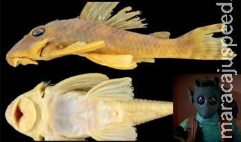 Peixe encontrado no Brasil ganha nome em homenagem a Star Wars Peixe encontrado no Brasil ganha nome em homenagem a Star Wars