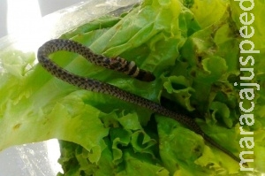 Dona de casa encontra cobra em alface ao preparar salada para almoço Dona de casa encontra cobra em alface ao preparar salada para almoço