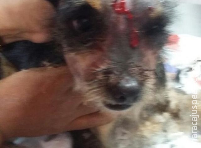 Cadela salva bebê de 2 anos de serpente urutu, mas acaba sendo picada Cadela salva bebê de 2 anos de serpente urutu, mas acaba sendo picada