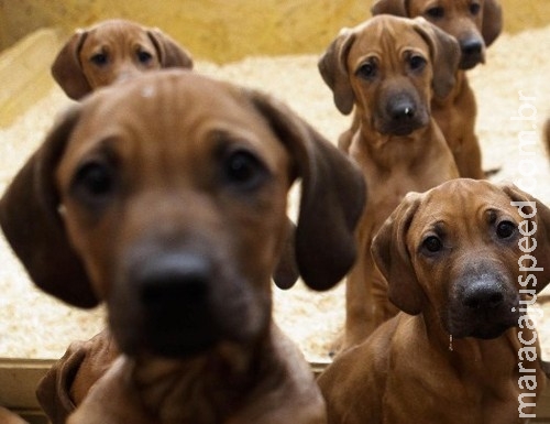 Homem envia à namorada acidentalmente imagens em que faz sexo com cão