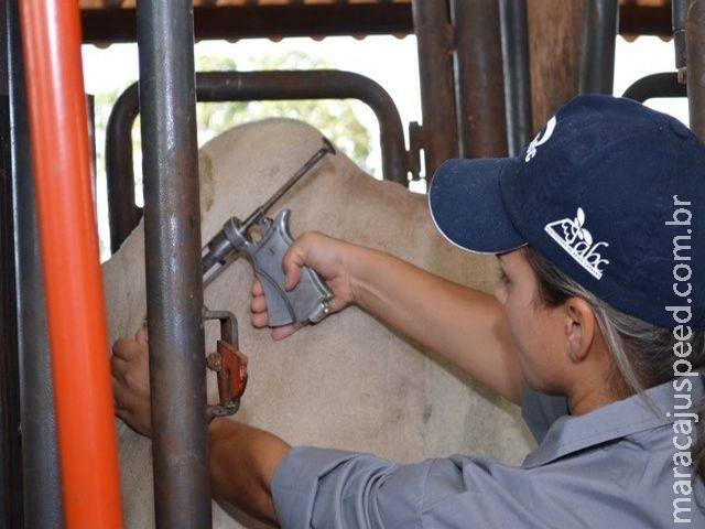 Inicia vacinação contra febre aftosa na região de fronteira de MS Inicia vacinação contra febre aftosa na região de fronteira de MS