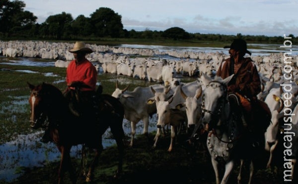 Começa vacinação 2015 contra Febre Aftosa em Mato Grosso do Sul Começa vacinação 2015 contra Febre Aftosa em Mato Grosso do Sul