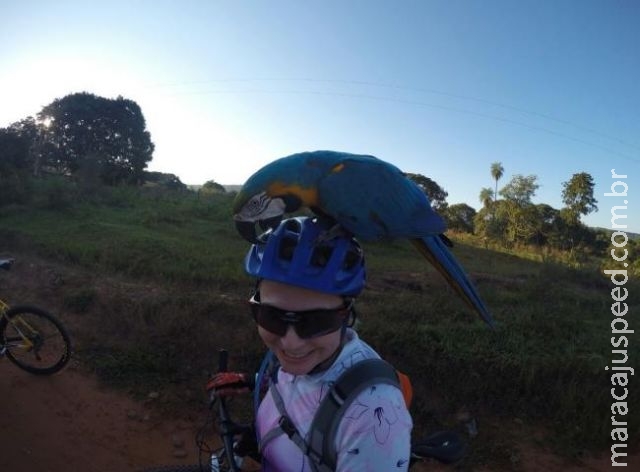 Arara pega carona em capacete de ciclista durante passeio no interior de MS