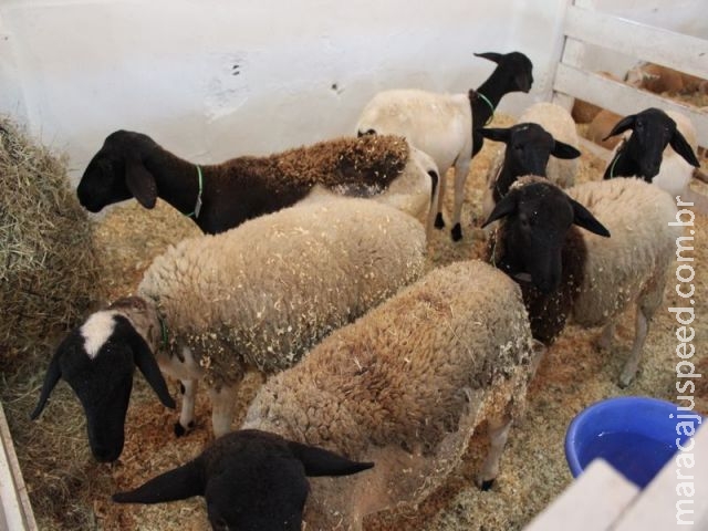 Ovinocultura: produtores e empresários falam sobre produção de cordeiros no Brasil