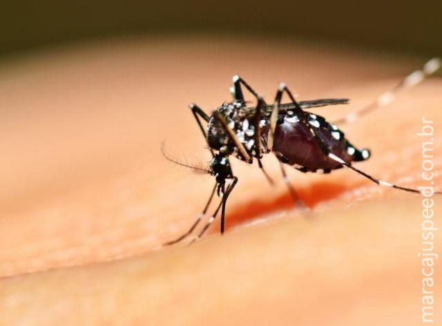 Saúde confirma mais duas mortes causadas pela dengue no Estado Saúde confirma mais duas mortes causadas pela dengue no Estado