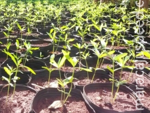 Saúde produz "armas biológicas" contra dengue e chikungunya Saúde produz "armas biológicas" contra dengue e chikungunya