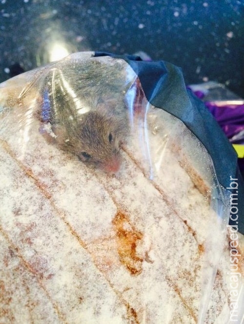 Cliente acha rato vivo dentro de saco de pão comprado em supermercado Cliente acha rato vivo dentro de saco de pão comprado em supermercado