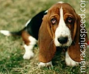 Troca de olhares explica afeto entre cães e humanos Troca de olhares explica afeto entre cães e humanos