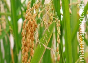 Cientistas reproduzem molécula anti-Aids em arroz Cientistas reproduzem molécula anti-Aids em arroz