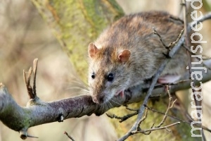 Pesquisa amplia vigilância a doenças transmitidas por roedores