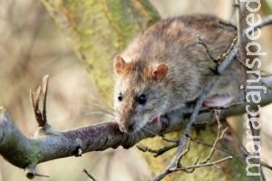 Pesquisa amplia vigilância a doenças transmitidas por roedores Pesquisa amplia vigilância a doenças transmitidas por roedores