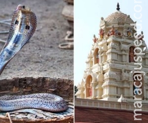 Homem tenta casar com cobra por quem estaria apaixonado