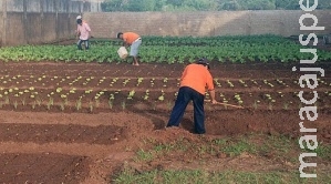 Detentos cultivam horta e alimentos ajudam a alimentar entidades filantrópicas