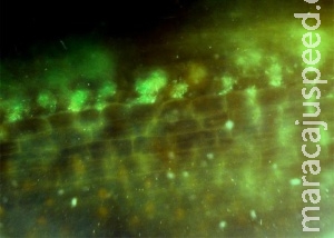 Projeto usa proteína fluorescente para marcar bactérias Projeto usa proteína fluorescente para marcar bactérias