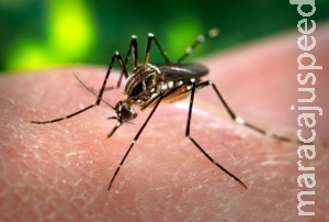 Dourados e mais 56 municípios tem alta incidência de dengue Dourados e mais 56 municípios tem alta incidência de dengue