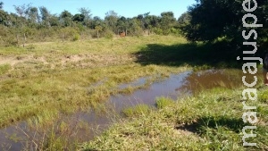 Agricultor é autuado em R$ 10 mil por criar gado degradando nascentes Agricultor é autuado em R$ 10 mil por criar gado degradando nascentes