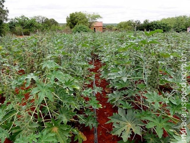 Com demanda garantida, produção de mamona é oportunidade para produtores de MS Com demanda garantida, produção de mamona é oportunidade para produtores de MS