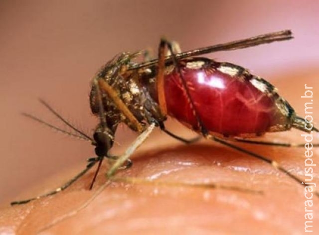 OMS adota programa para erradicar malária em 15 anos