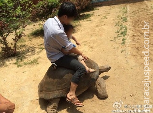 Funcionário é demitido por vender passeios sobre tartarugas em zoo Funcionário é demitido por vender passeios sobre tartarugas em zoo