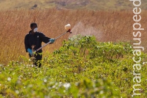 Nova cartilha da ONU tem por objetivo proteger crianças de pesticidas