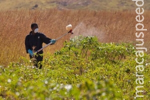 Nova cartilha da ONU tem por objetivo proteger crianças de pesticidas Nova cartilha da ONU tem por objetivo proteger crianças de pesticidas