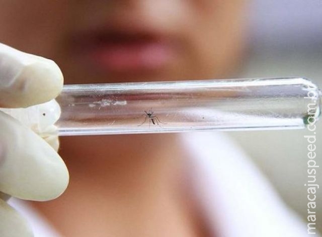 Para evitar zika vírus, Estado deve intensificar prevenção contra mosquito